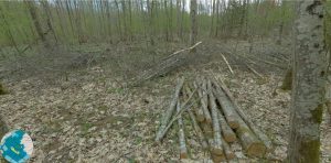 Qualité_des_bois